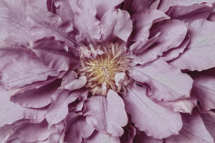 Parker, Jacky: Petal Perfection