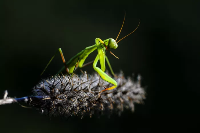 Budak, Ferah: Good Morning