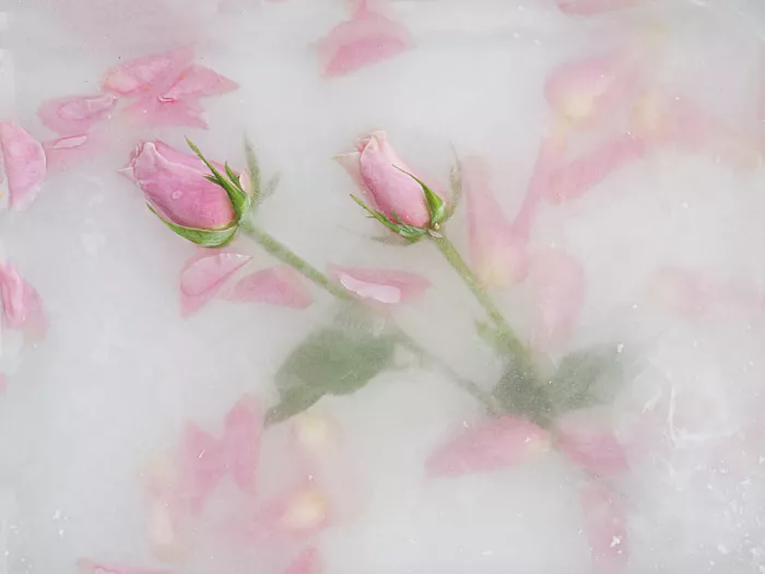 Uranga, Pedro: Roses and petals.