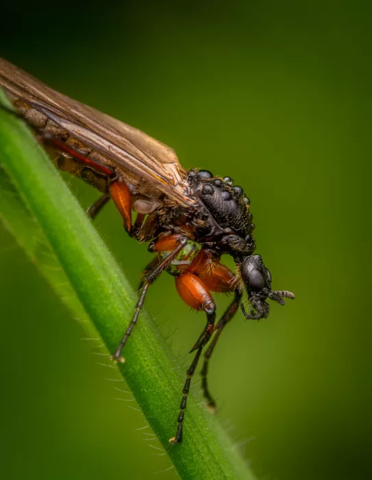 Andrica, Eduard: March Fly