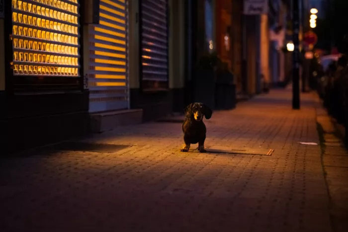 Willers, Heike: The Night is young...
