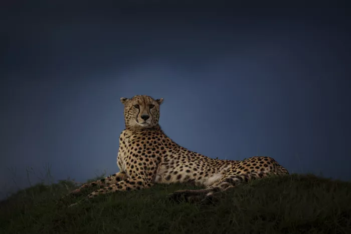 Marchegiani, Roberto: Cheetah