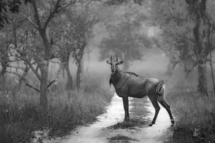 Dhesi, Rajat: Modrý býk (Nilgai)