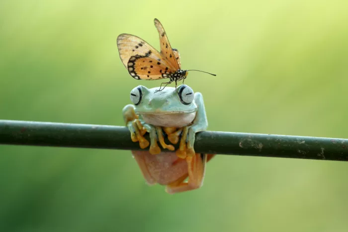 Arifuddin, Ridho: frogs and butterflies