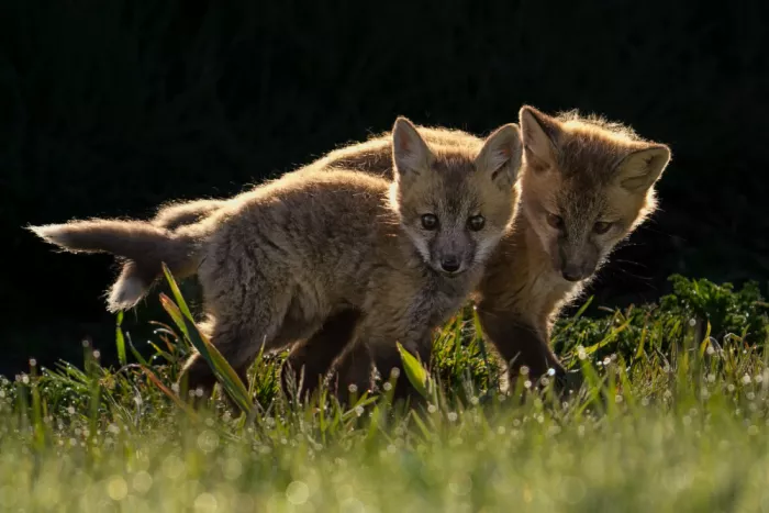 Jacobs, Lydia: Two Red Baby Foxes