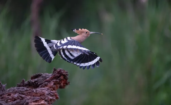 Tortajada, Ezequiel: Eurasian Hoopoe (Upupa epops)