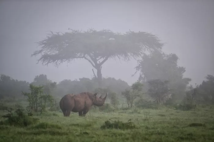 Ruoppolo, Luigi: A black rhino in the morning fog