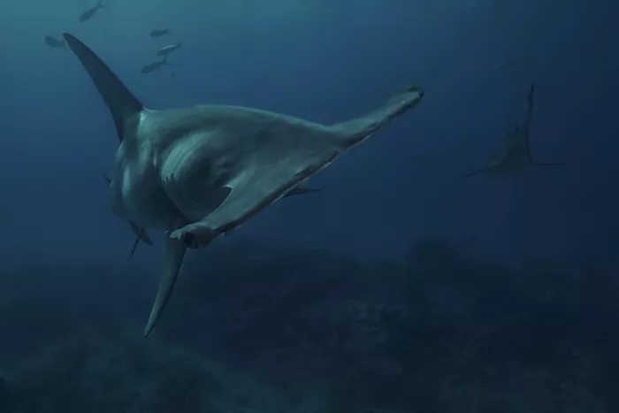 Melesan, Serge: Hammerhead face