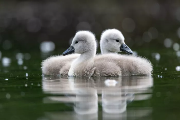 Ronnie, Khan Azim: Wild swan babies on the lake