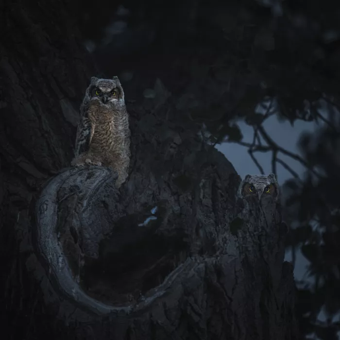 Ning, Aidong: Two Owlets