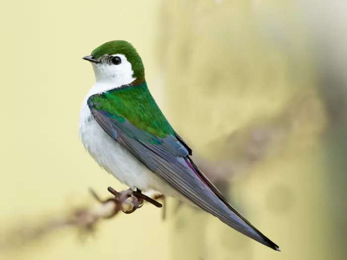 Wang, Moses: Hirondelle vert-violet