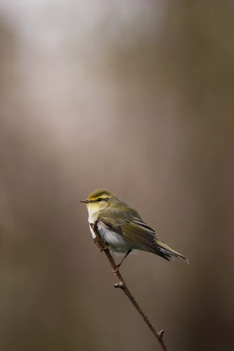 Renmyr, Magnus: Wood warbler in early spring
