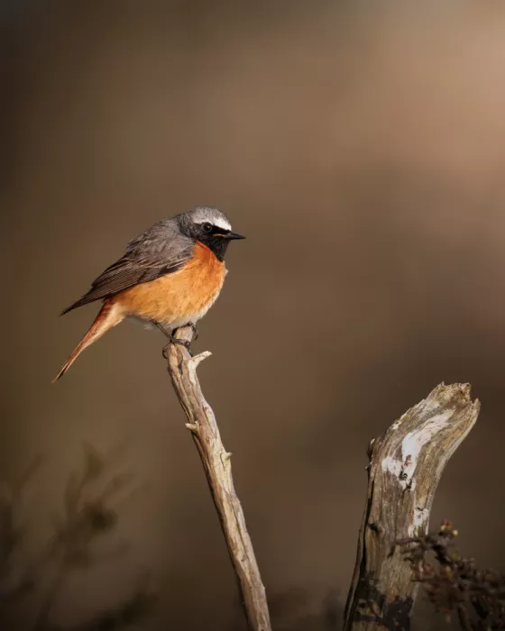 Renmyr, Magnus: Male redstart
