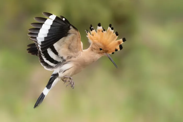 Francesco: In flight