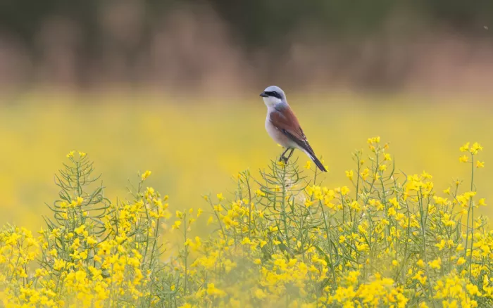 Stopczynski, Damian: Red-backed shrike