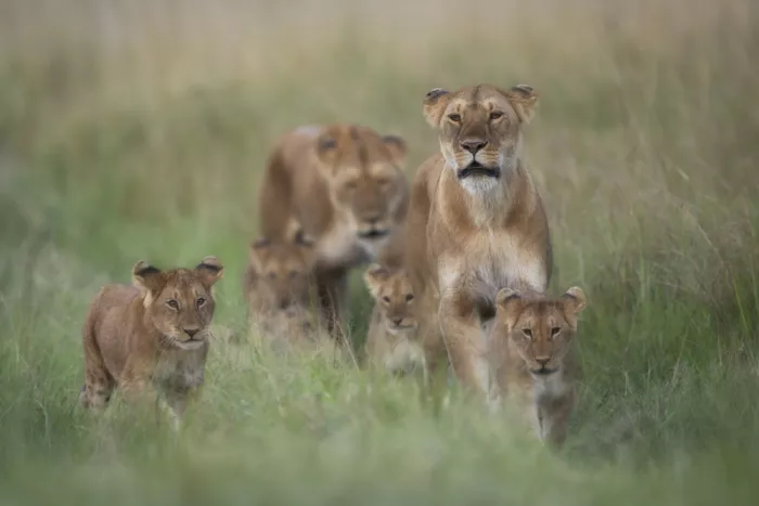 Marchegiani, Roberto: Family Lion