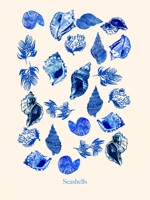 cartissi: Affiche Coquillages