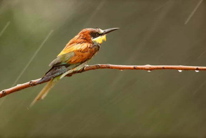 Raga, Gil Joan: Bee eater rain
