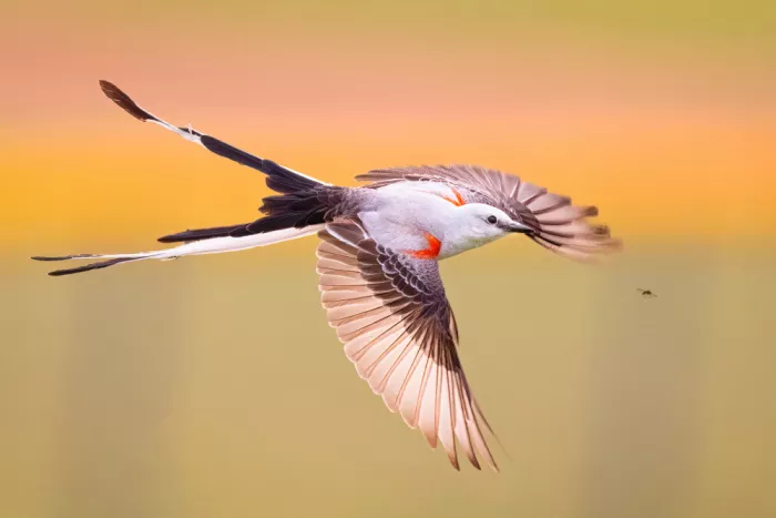 Zheng, Michael: Scissor-tailed Flycatcher