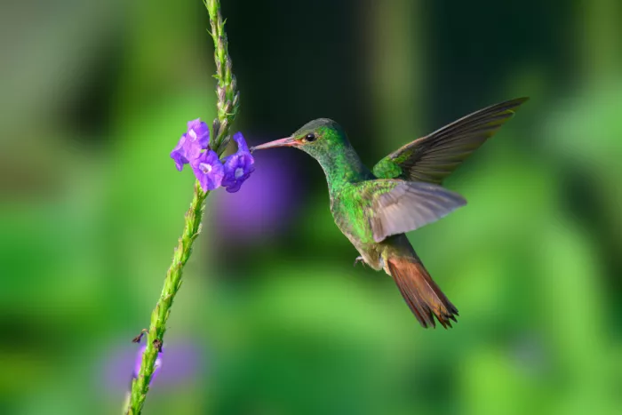 He, Mike: Rotschwanz-Kolibri