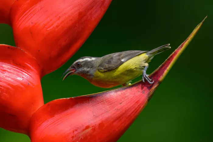 He, Mike: Bananaquit