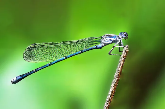 Thomas, Porter: Damselfly