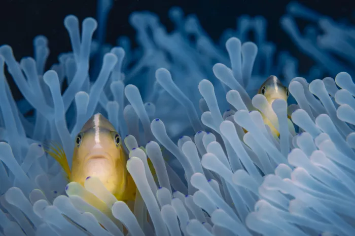 Gabriel, Barathieu: Skunk-striped anemonefish