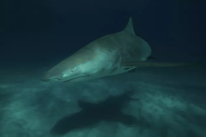 Melesan, Serge: Lemon shark
