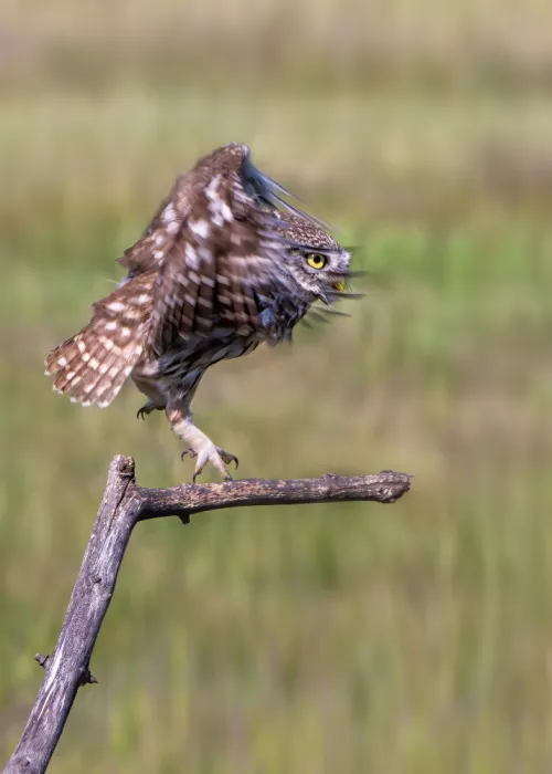 Ji, Shirley: Burrowing Owl