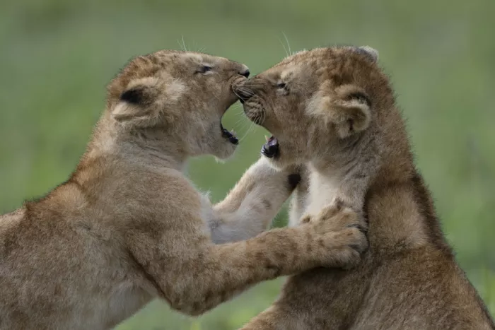 Marchegiani, Roberto: Kiss