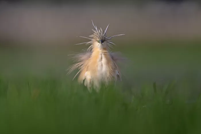 levi, nissim: Squacco Heron