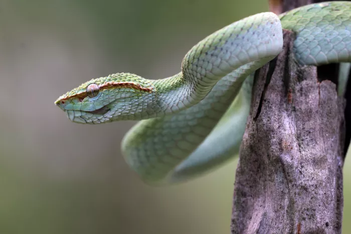 Arifuddin, Ridho: Viper snake