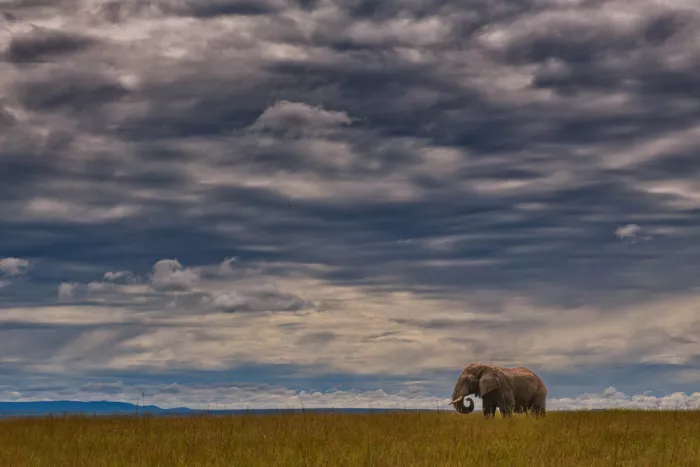 Ruoppolo, Luigi: Under the African sky