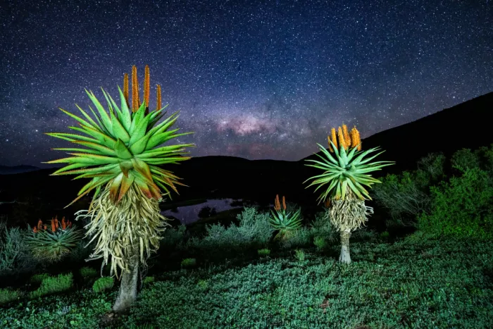 Steenkamp, Etienne: Aloes under the stars