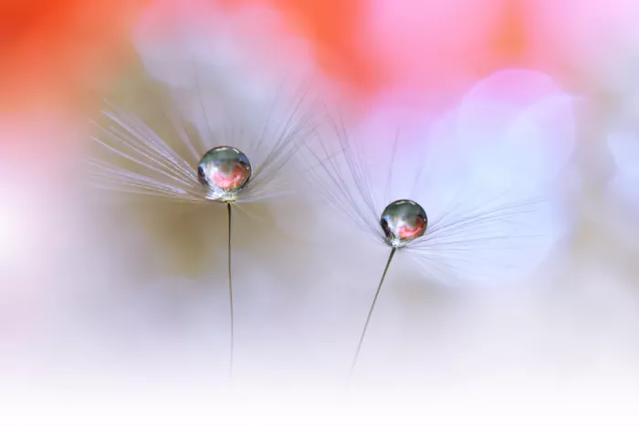 Nan, Juliana: Dance in the Light...III