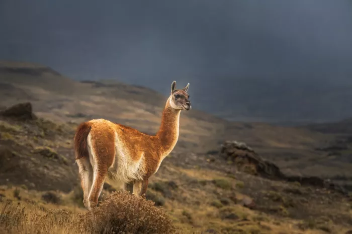 SDCA, Allen: Guanaco3