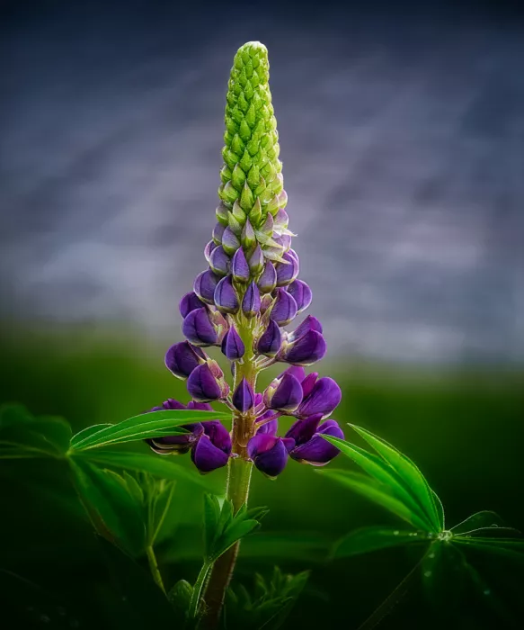 Ben.C.L: Lupin à la Lumière Divine
