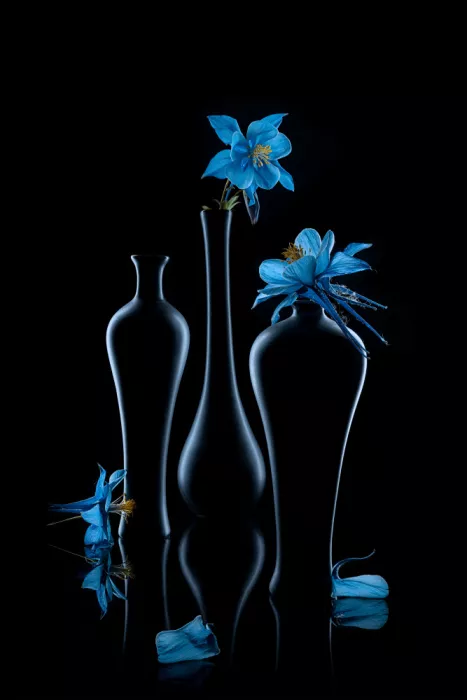 Jacobs, Lydia: Blue Columbine Flower