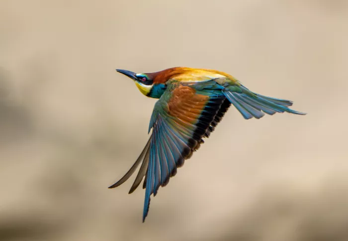 Šimic, Joško: Bee-eater