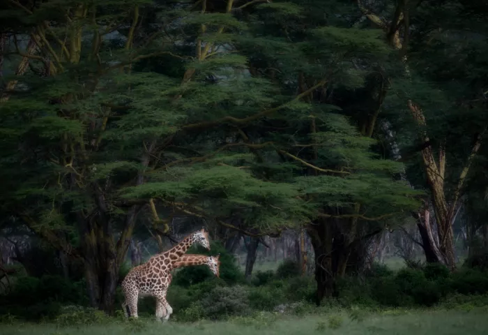 Ruoppolo, Luigi: A double neck giraffe