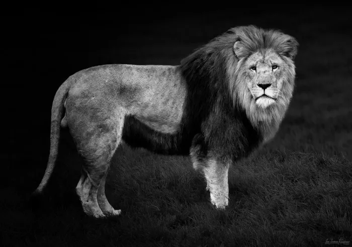 Kershaw, Lee: King of the Jungle