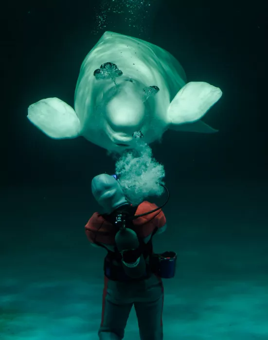 Yamaya, Yuta: Beluga