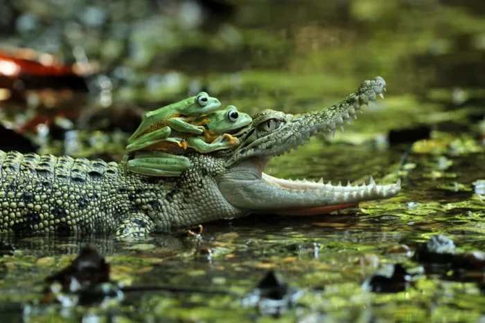 Arifuddin, Ridho: crocodiles and frogs