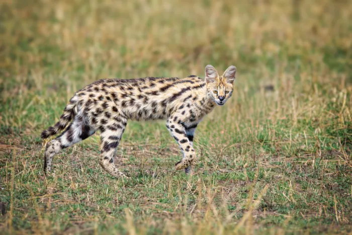 Sink, C. Jeffrey: Caccia al Serval