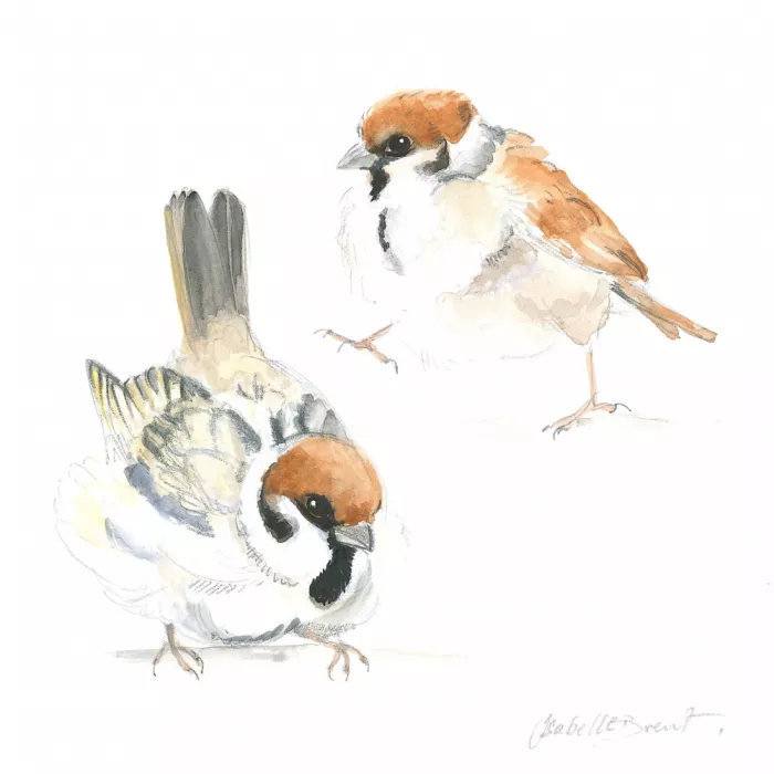 Brent, Isabelle: Baby Sparrows