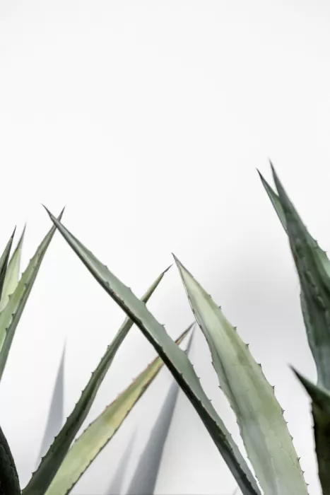 Böhmer, Mareike: Cactus 7