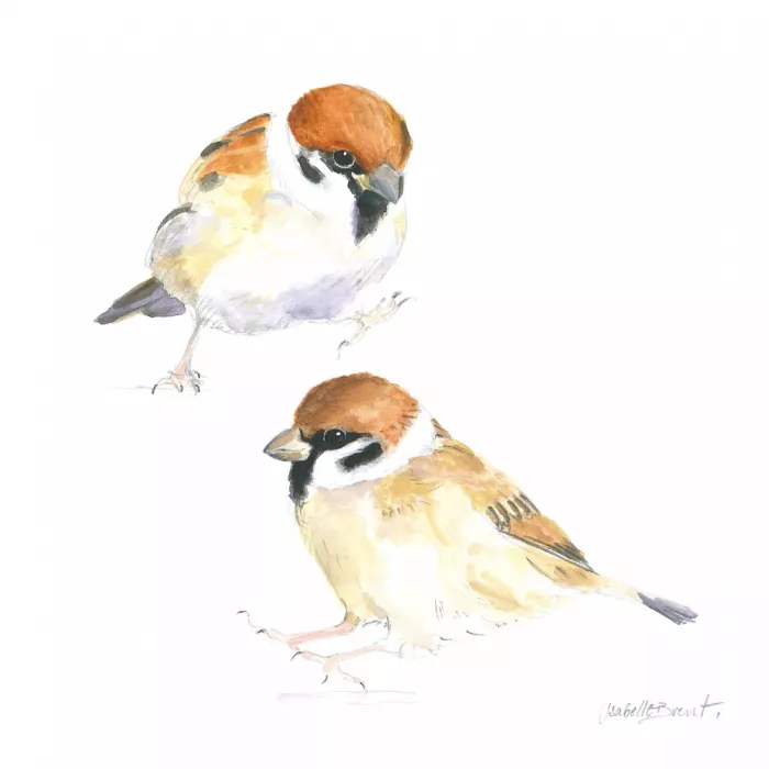 Brent, Isabelle: Little Sparrows