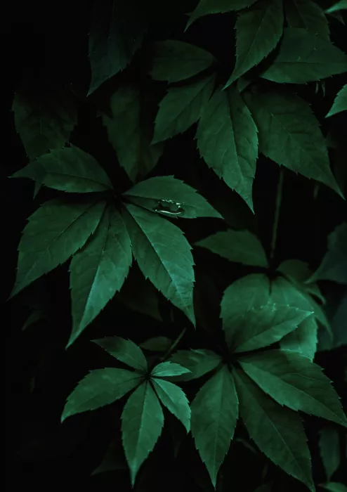 Böhmer, Mareike: Feuilles sombres 7