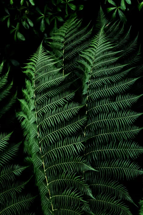 Böhmer, Mareike: Feuilles sombres 16