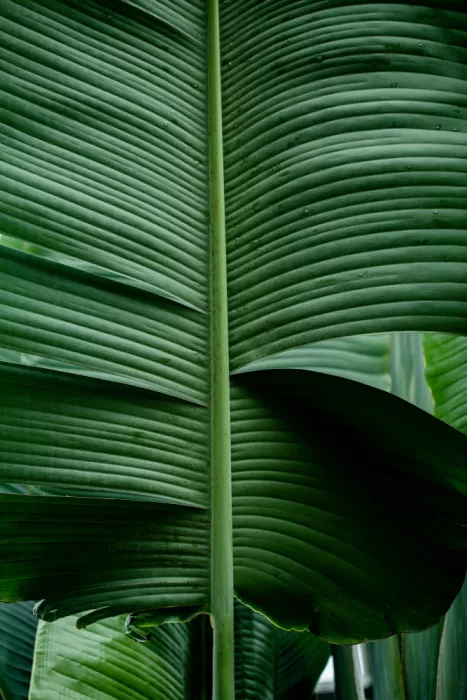 Böhmer, Mareike: Feuilles 15